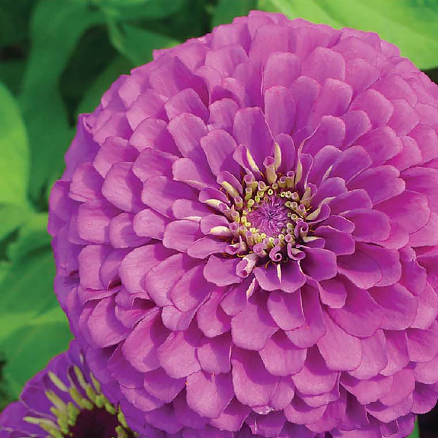 Close-up image of a lavender-colored zinnia flower with a focus on its petals and center.